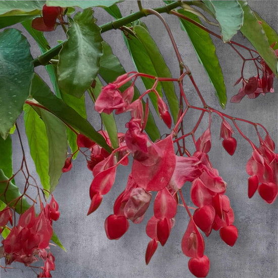 Begonia &