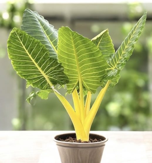 Alocasia &