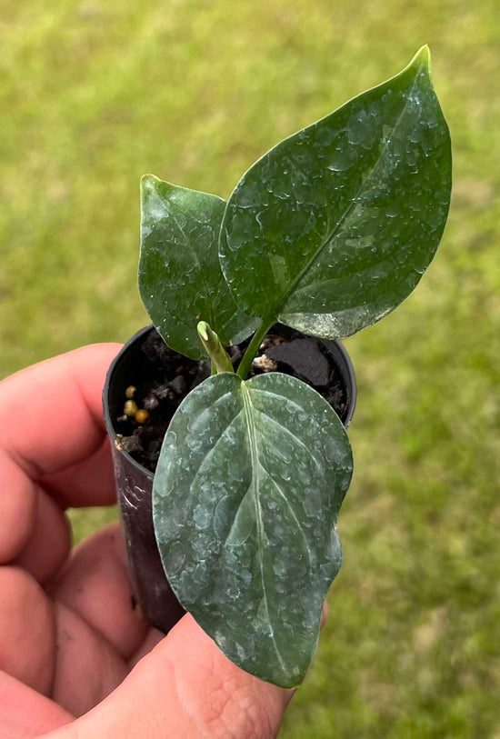 Aglaonema pictum &