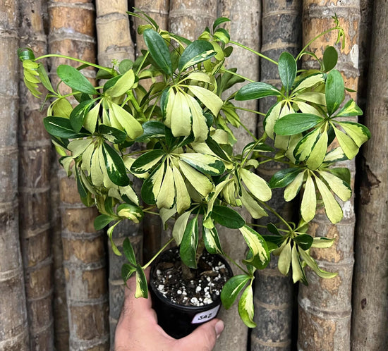 Schefflera &