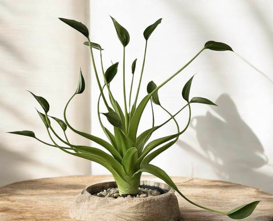 Alocasia &