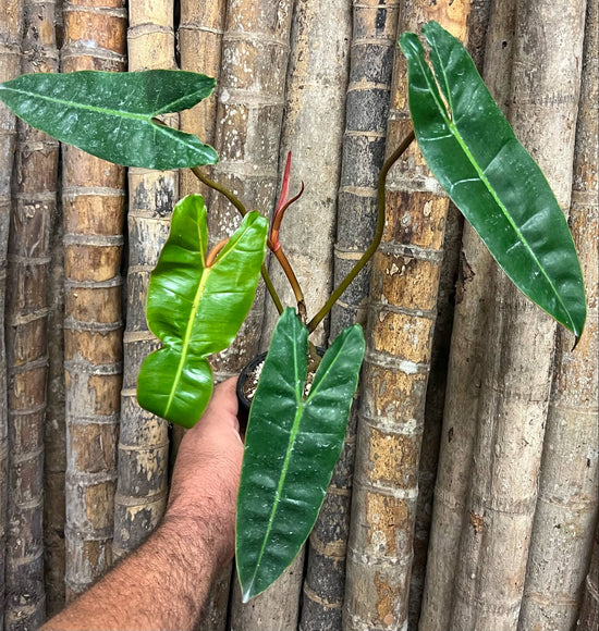 Philodendron &