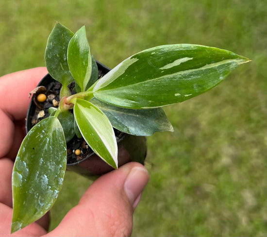 Philodendron &