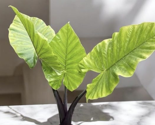 Alocasia &