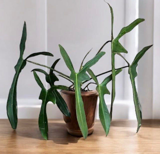 Philodendron &
