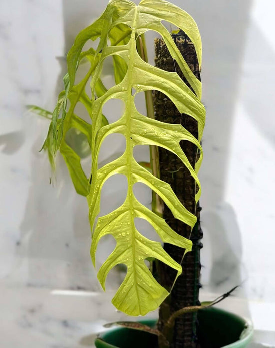 Monstera &