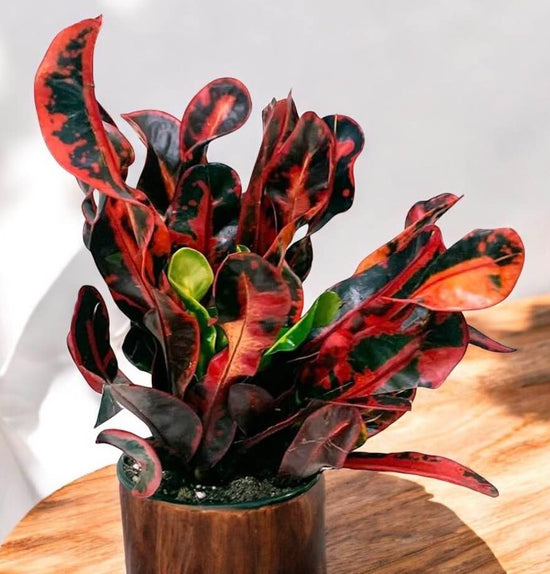 Croton &