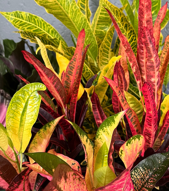 Croton - Random Pick (1 Plant) 75mm Pot