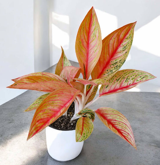 Aglaonema &