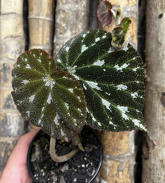 Begonia &