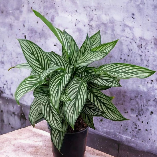 Calathea &