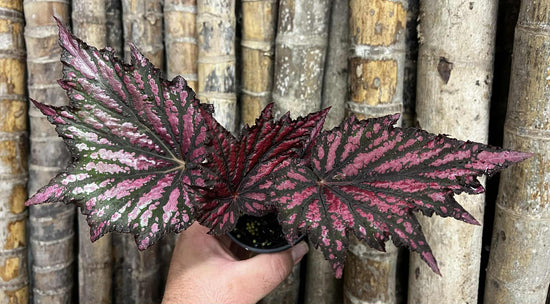 Begonia &