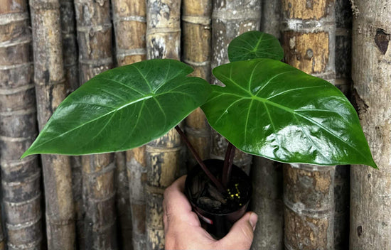 Alocasia &