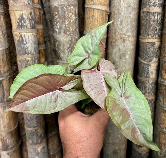 Syngonium &