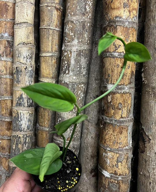 Monstera &