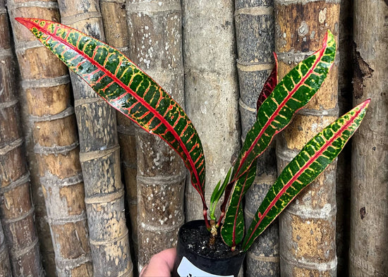 Croton &