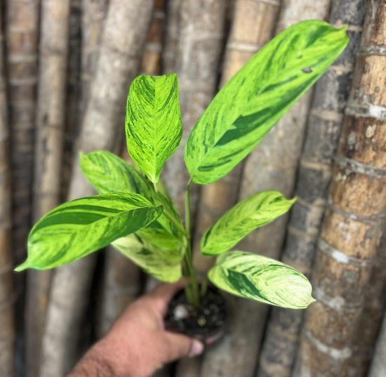 Ctenanthe &