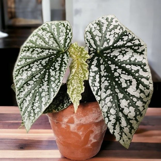 Begonia &