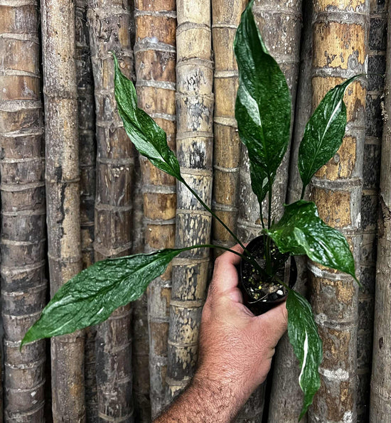 Spathiphyllum &