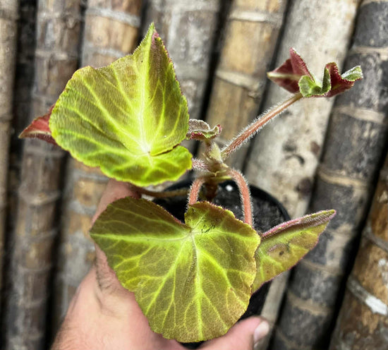 Begonia &