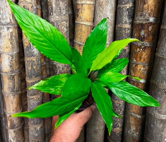 Spathiphyllum &