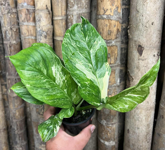 Monstera lechleriana &