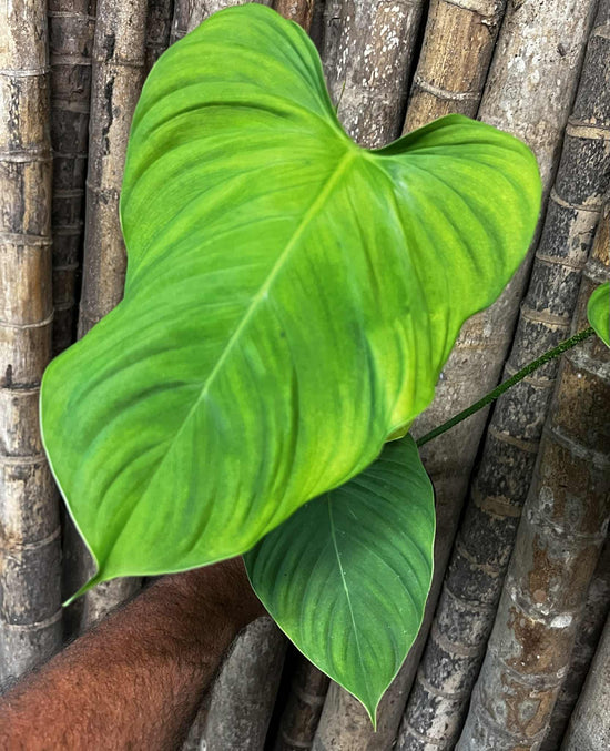 Philodendron &