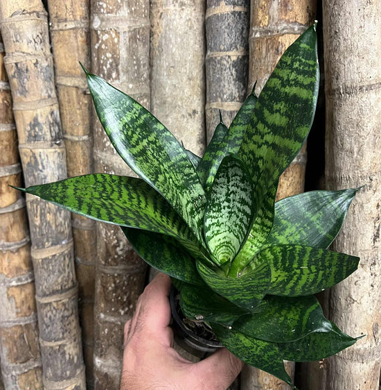 Sansevieria &