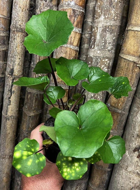 Farfugium japonicum &