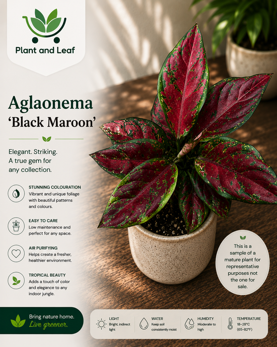 Aglaonema &