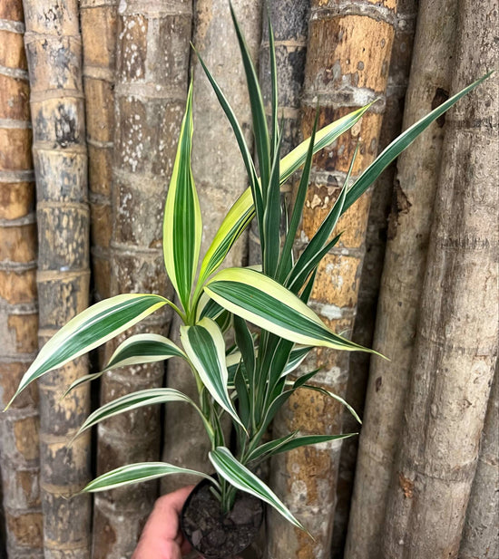 Lucky Bamboo (2 Types 1 Pot) SPS21