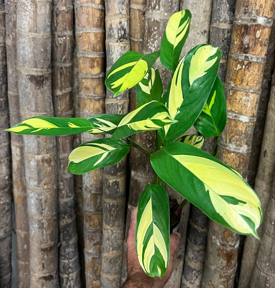Ctenanthe &