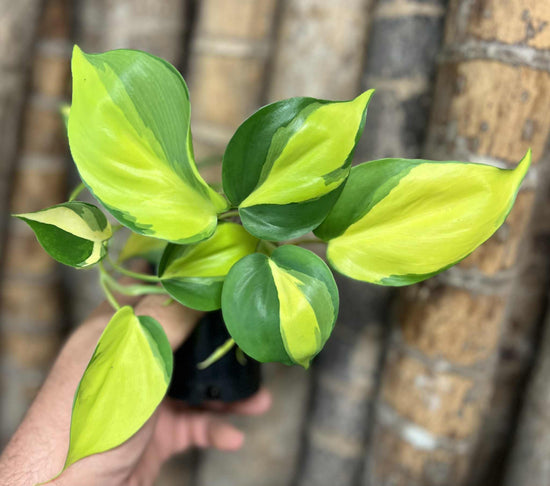 Philodendron &
