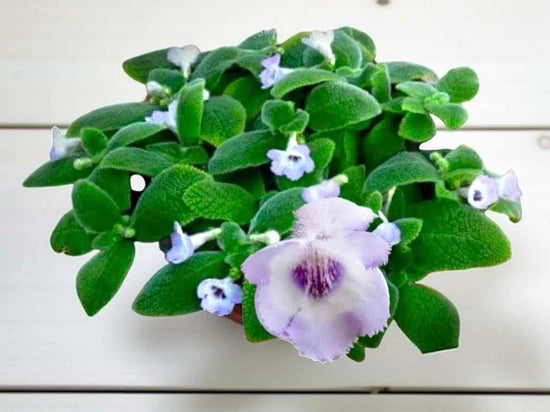 Episcia &