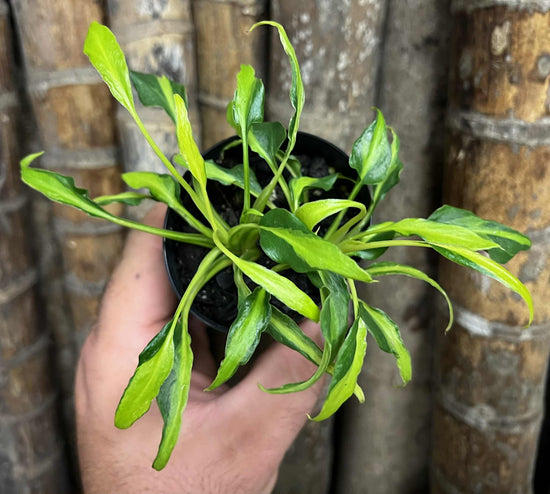 Philodendron &