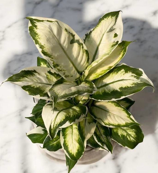 Dieffenbachia &