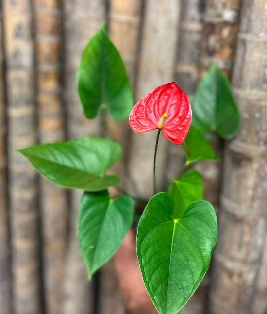 Anthurium &