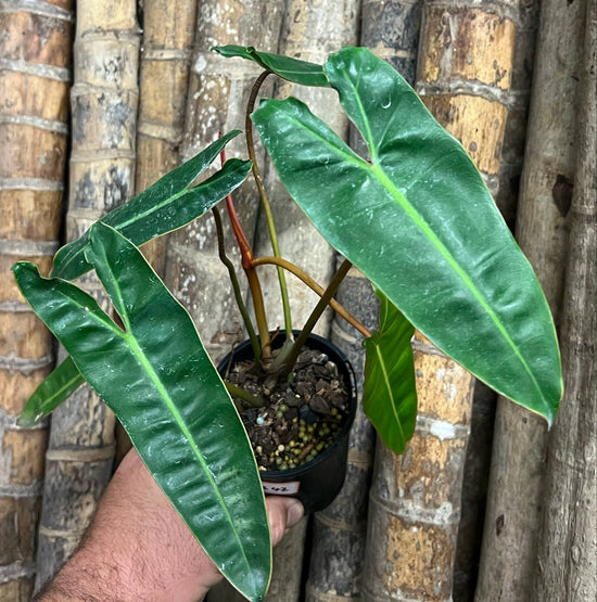 Philodendron &