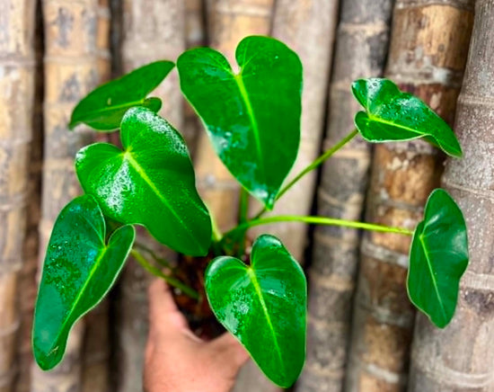 Philodendron &