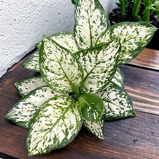 Aglaonema &