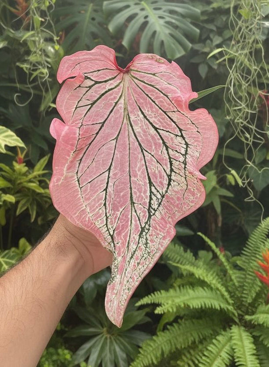 Caladium &