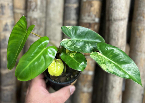 Philodendron &