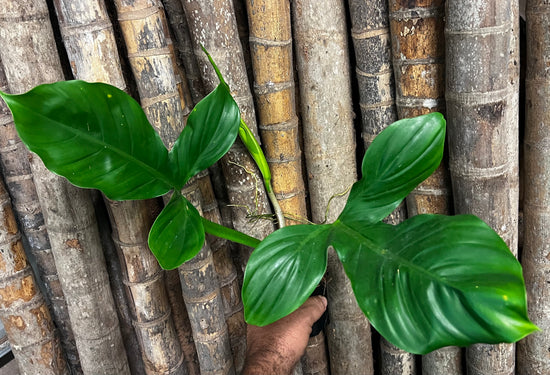 Philodendron &