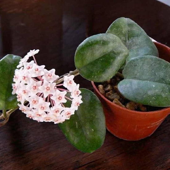 Hoya &