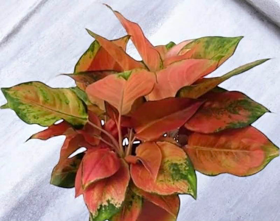 Aglaonema &