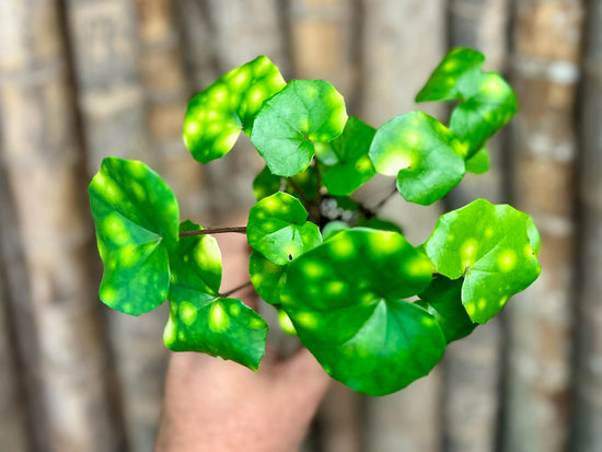 Farfugium japonicum &