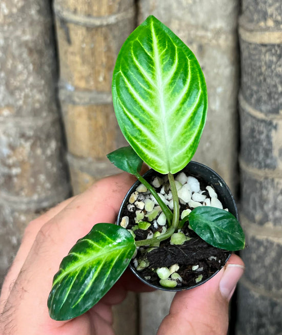 Phyllotaenium lindenii &