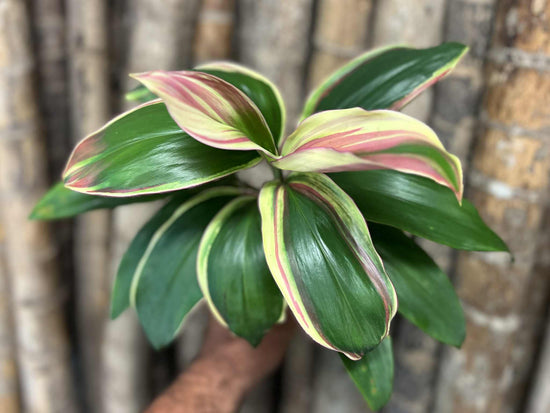Cordyline &