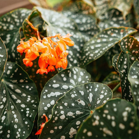 Begonia &