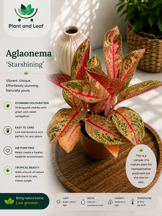 Aglaonema &